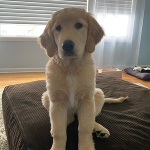 Meet your Posher, Shannon